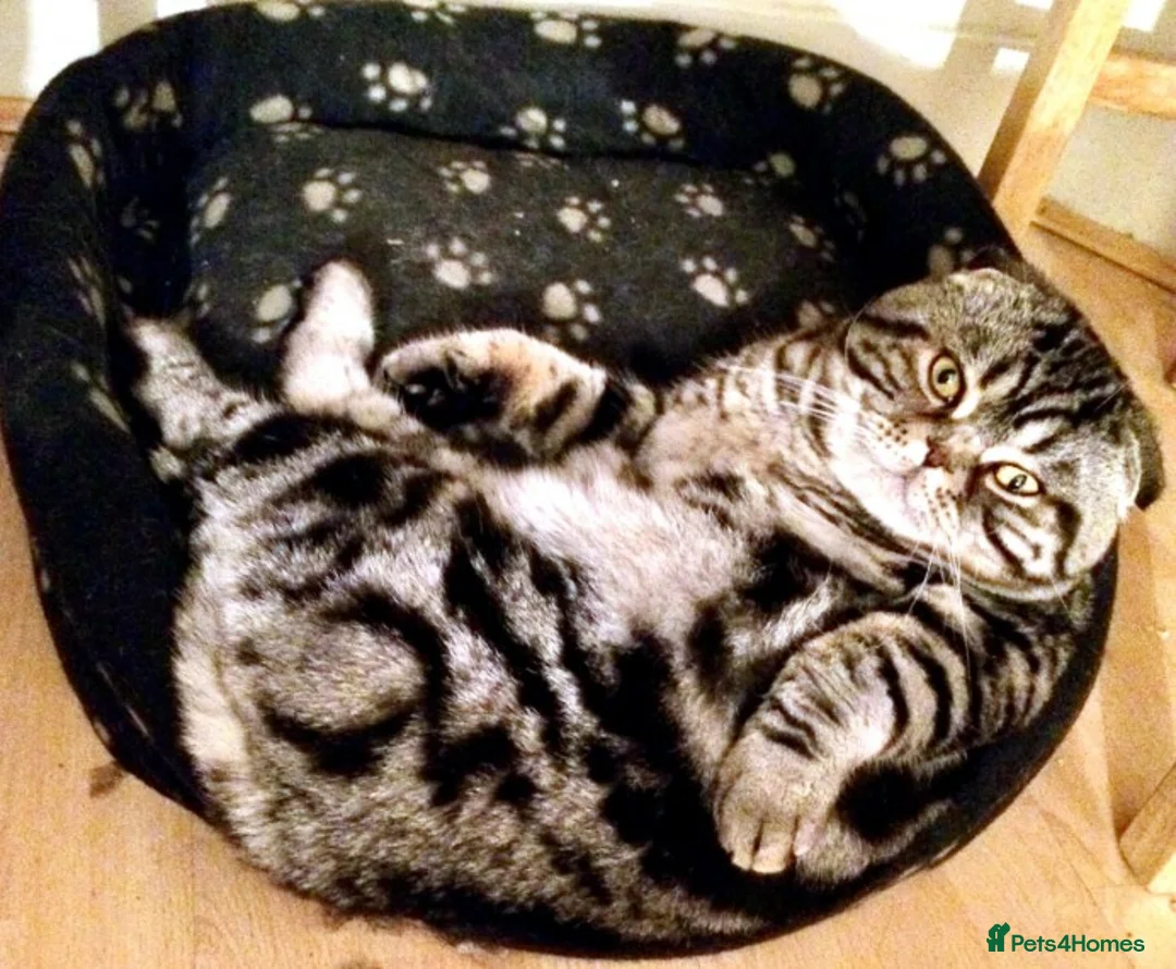 Scottish Fold cats for stud: Scottish Fold Male for Stud in Ilford - Advert 5