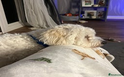 Bichon Frise dogs for sale: Loving home wanted  - Image 4