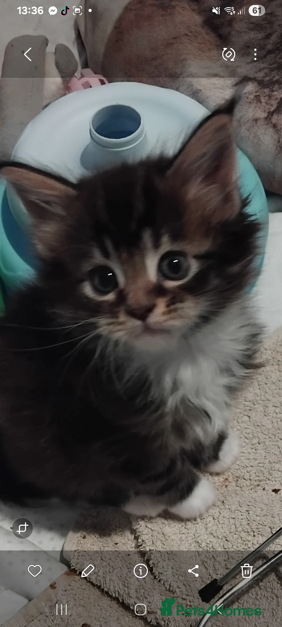 Maine Coon cats for sale: 3 beautiful maincoon boys  - Advert 6