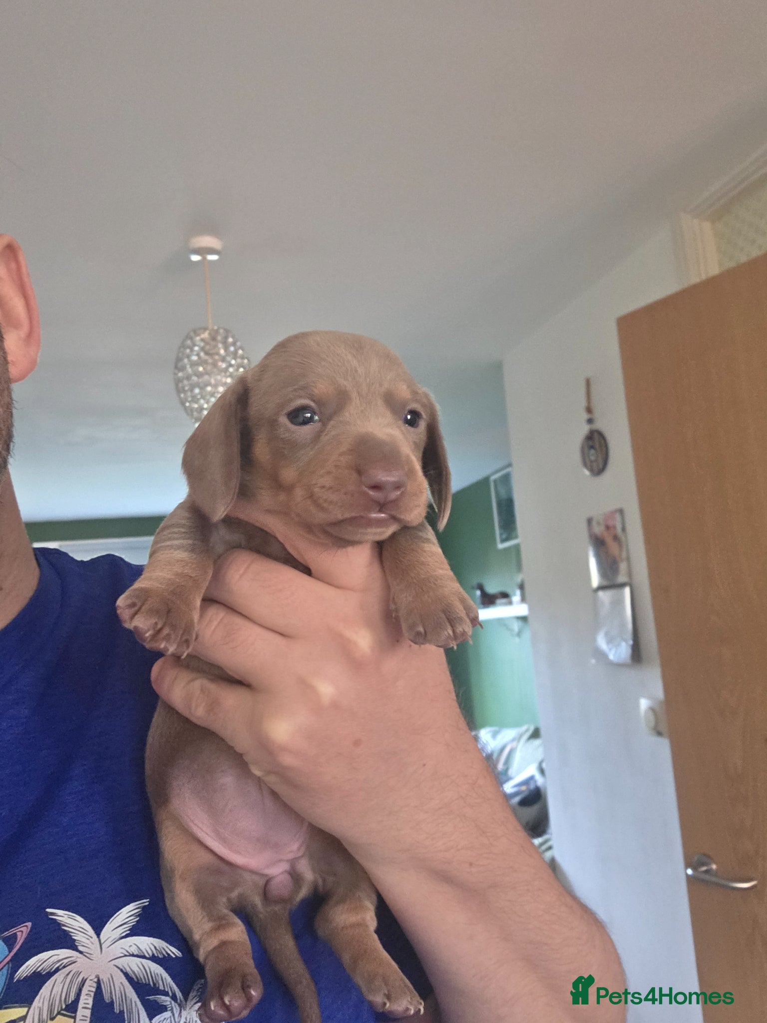 Miniature Dachshund dogs 🤍 Health Tested KC Miniature Dachshund Puppys 🤍 - Advert 15