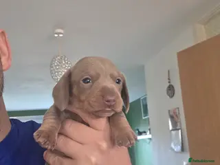 Miniature Dachshund dogs 🤍 Health Tested KC Miniature Dachshund Puppys 🤍 - Advert 15