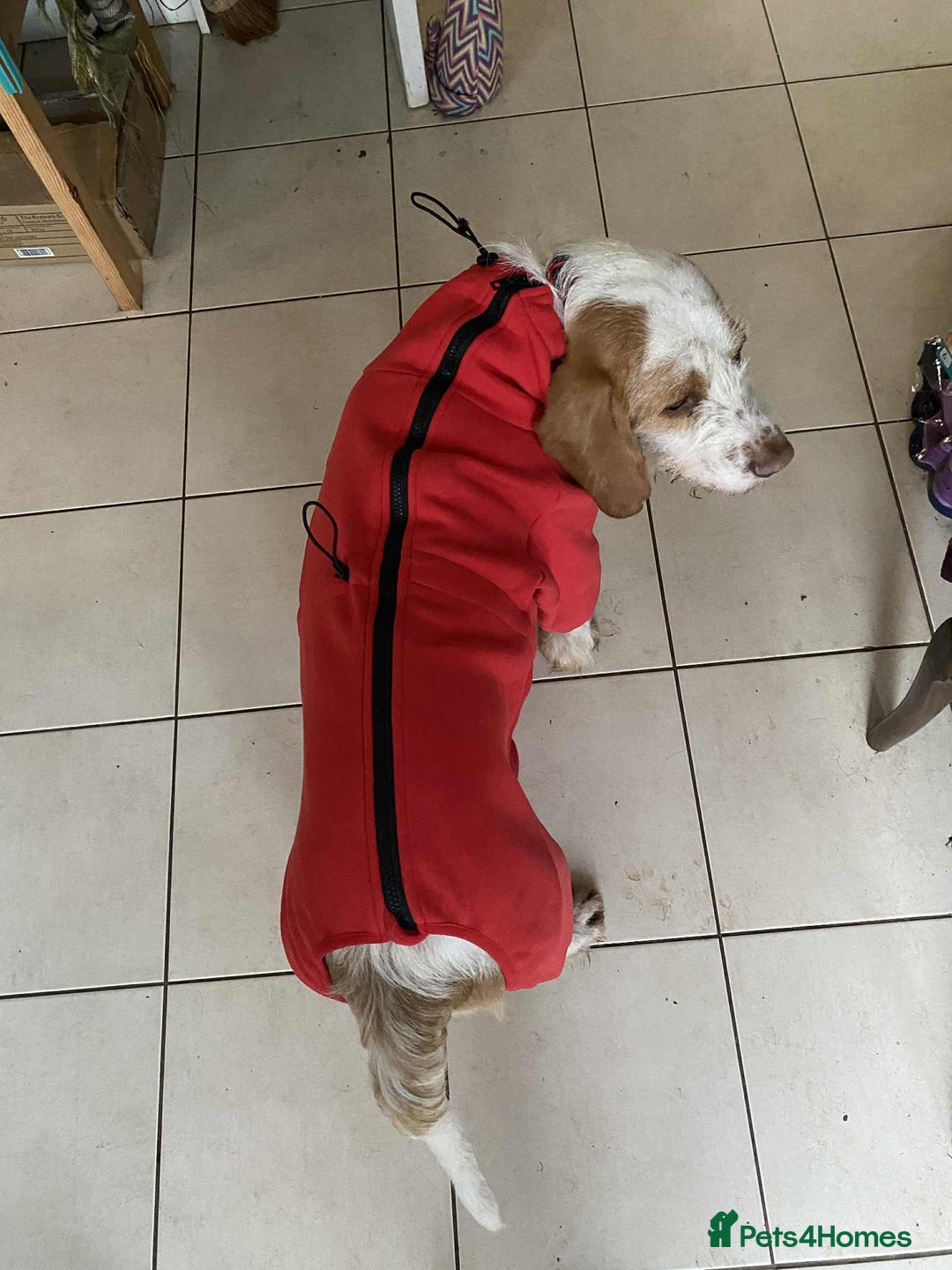 Mixed Breed dogs for adoption: Lovely Polly Griffon X looking for adoption - Advert 3