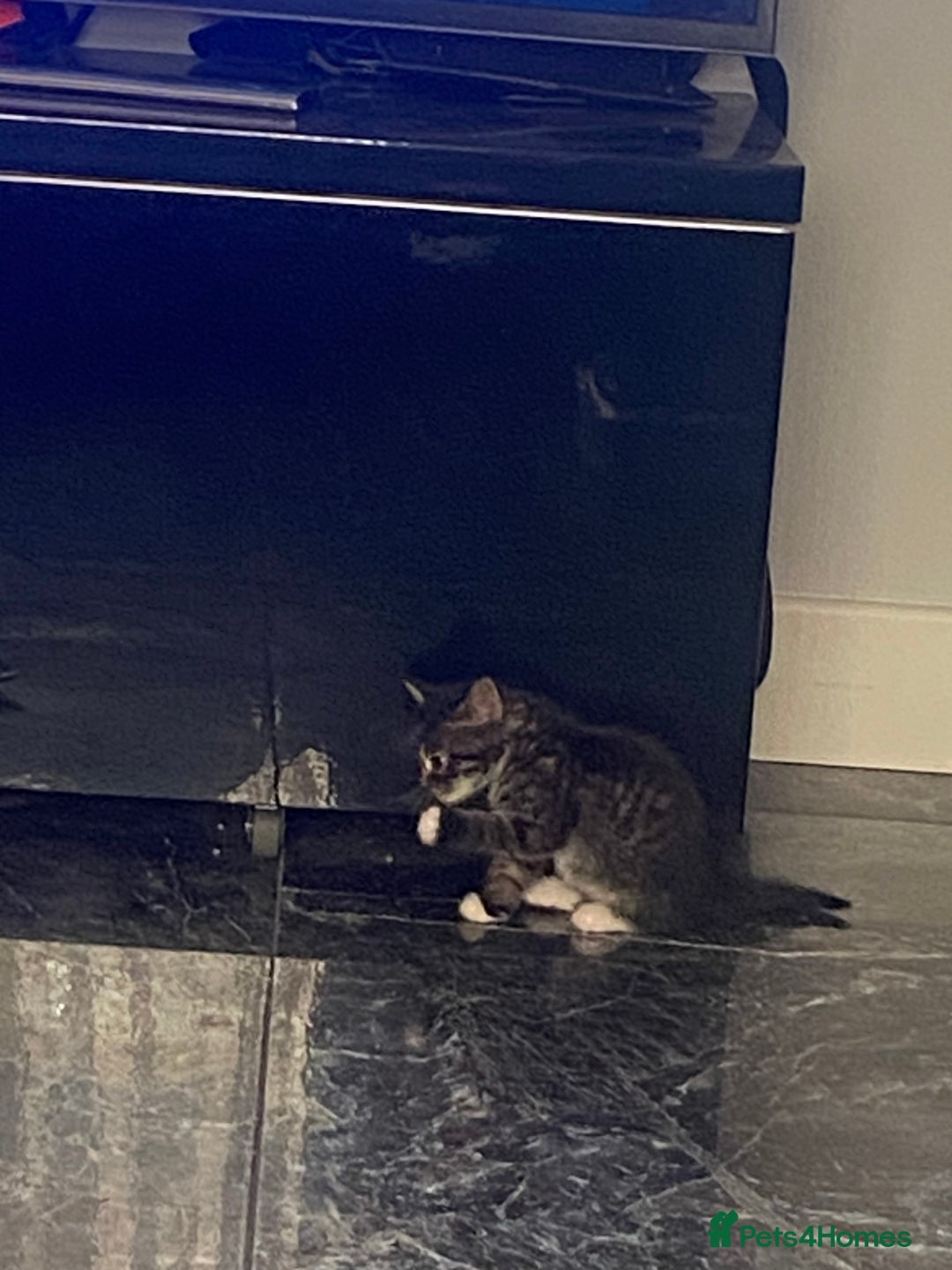 Mixed Breed cats for sale: Beautiful female kitten looking for new home - Advert 14