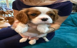 Cavalier King Charles Spaniel dogs for sale: KC reg Cavalier King Charles Spaniels  - Image 7