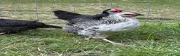 Chickens poultry for sale: Point of lay hens  silver sussex - Advert 19