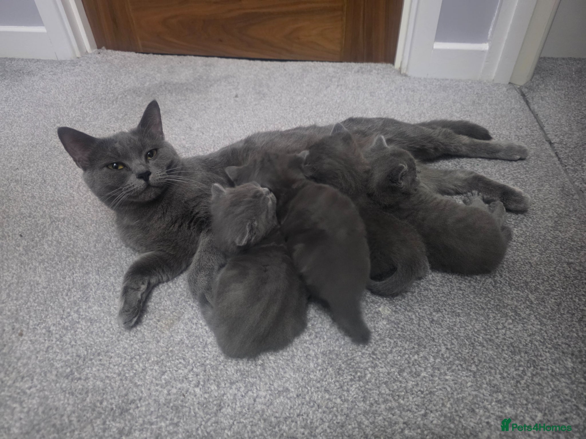 British Shorthair cats Beautiful British Shorthair Kittens  - Advert 1