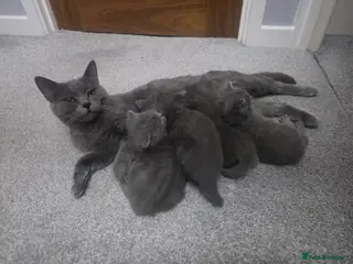 British Shorthair cats Beautiful British Shorthair Kittens - Advert 1