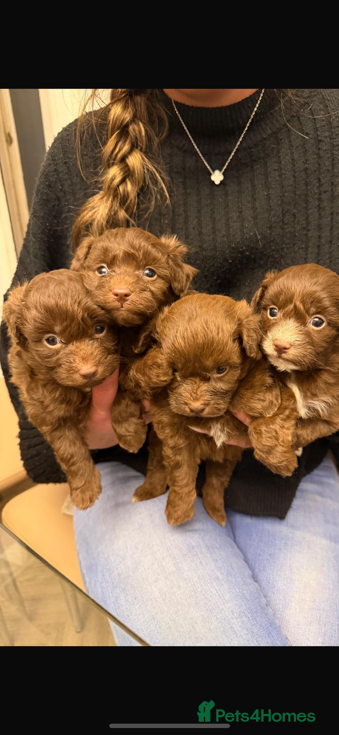 Pomapoo dogs for sale: F1 pomapoo baby’s  - Advert 11