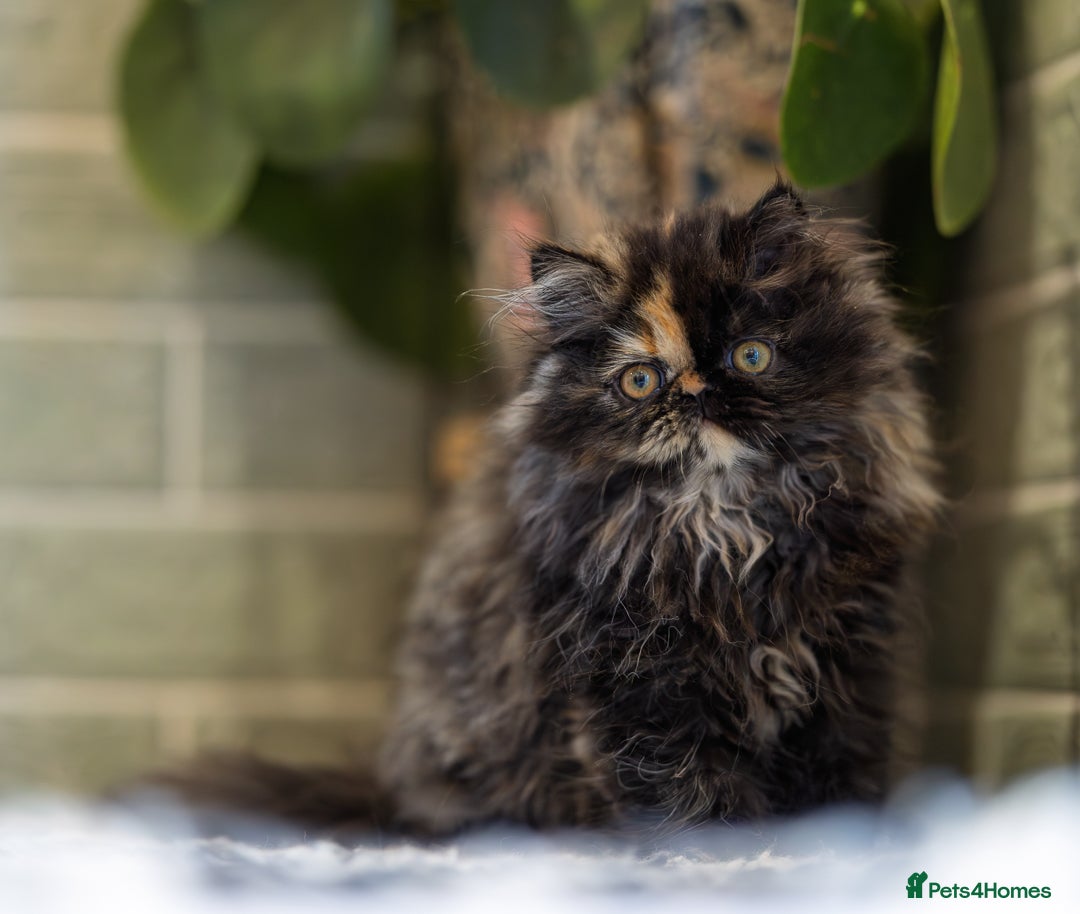 Persian Kitten 2