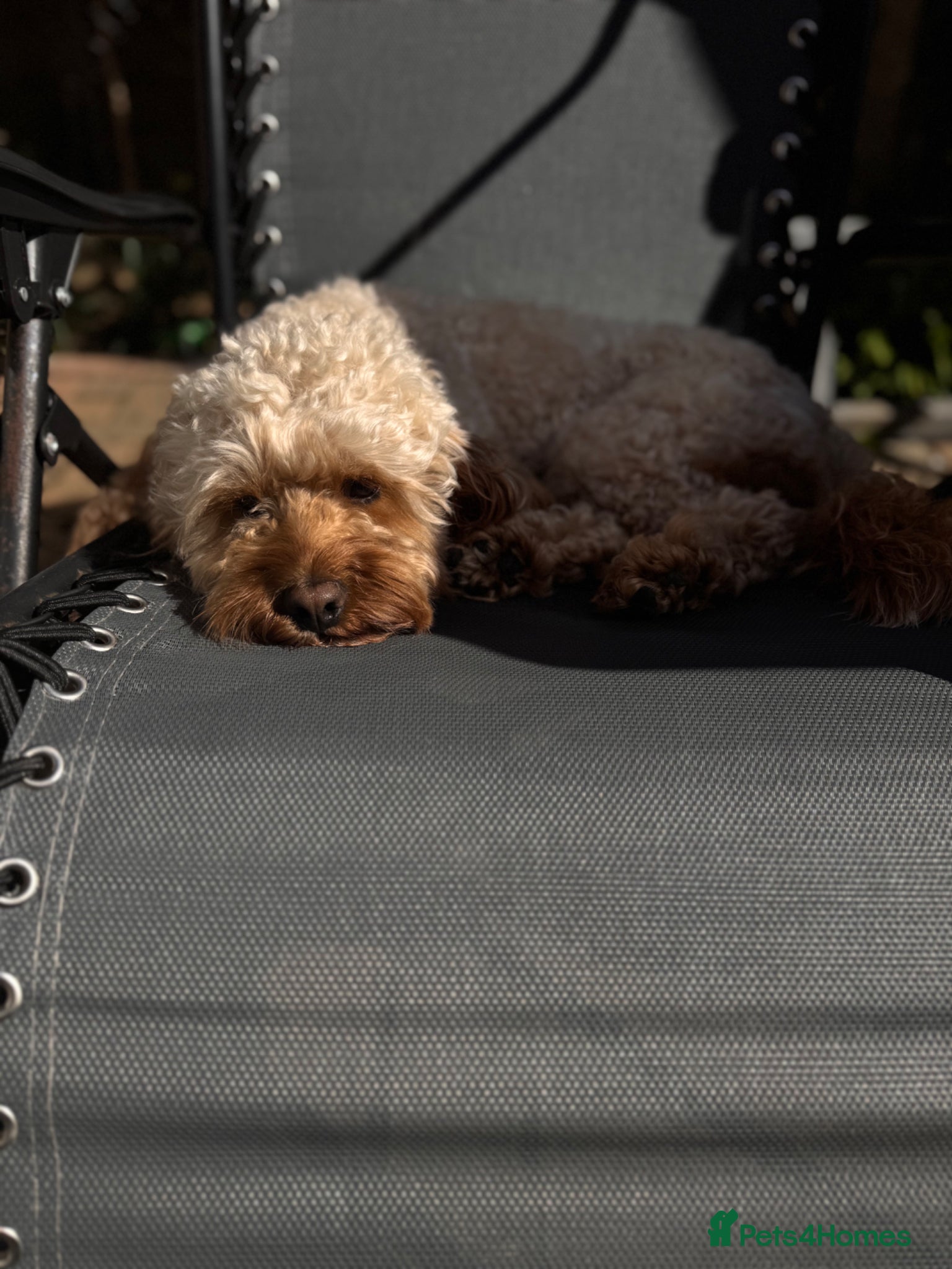 Cavapoo dogs for stud: Teddy – Available for Stud in Romford - Advert 7