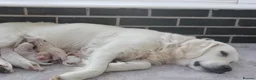 Mini Goldendoodle dogs for sale: Beautiful F1 Goldendoodles - Advert 14