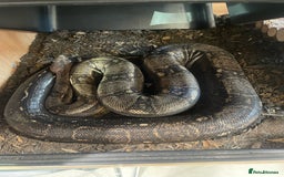 Boa Snake reptiles for sale: Common boa constrictor looking for a new home - Advert 1