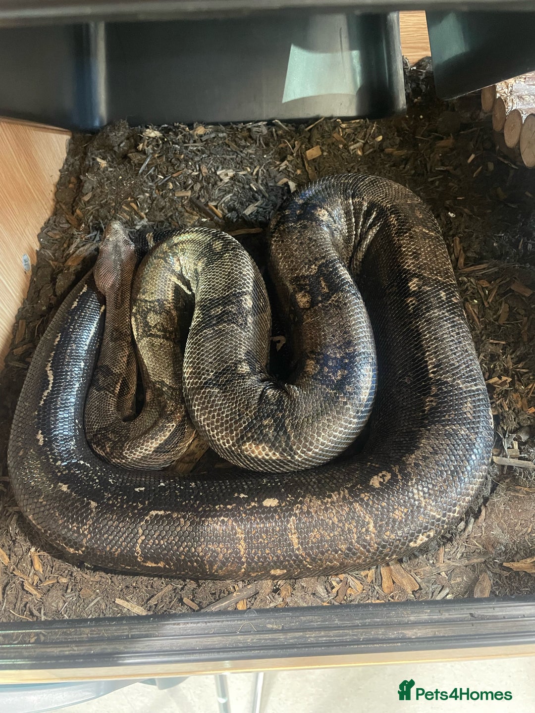 Boa Snake reptiles for sale: Common boa constrictor looking for a new home - Advert 1