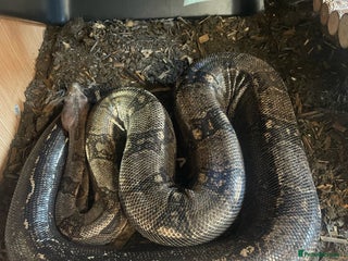 Boa Snake reptiles Common boa constrictor looking for a new home - Advert 1