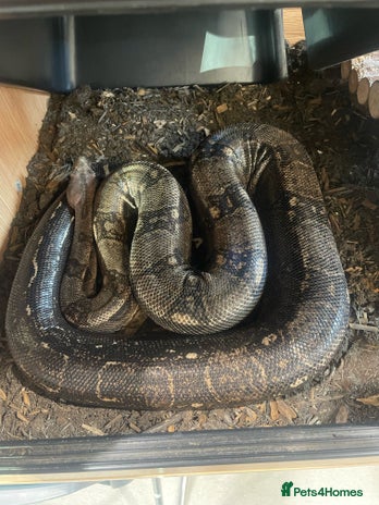 Boa Snake reptiles Common boa constrictor looking for a new home - Advert 1