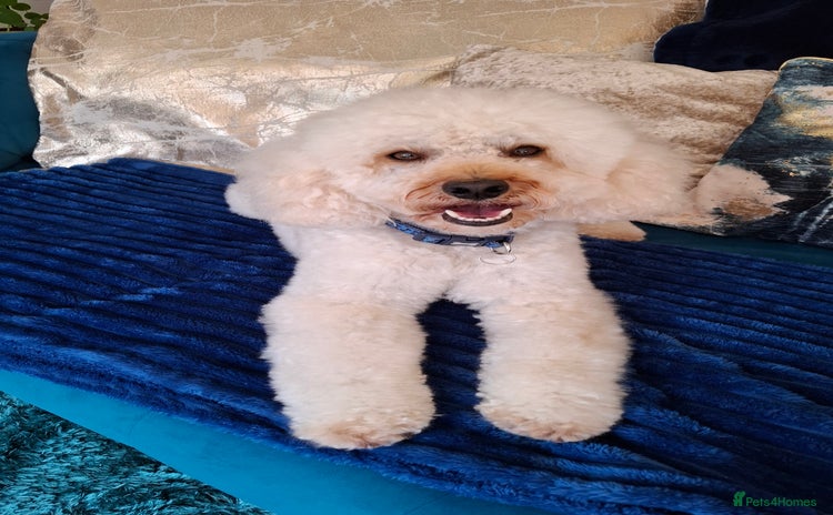 Poodle dogs - Advert 11
