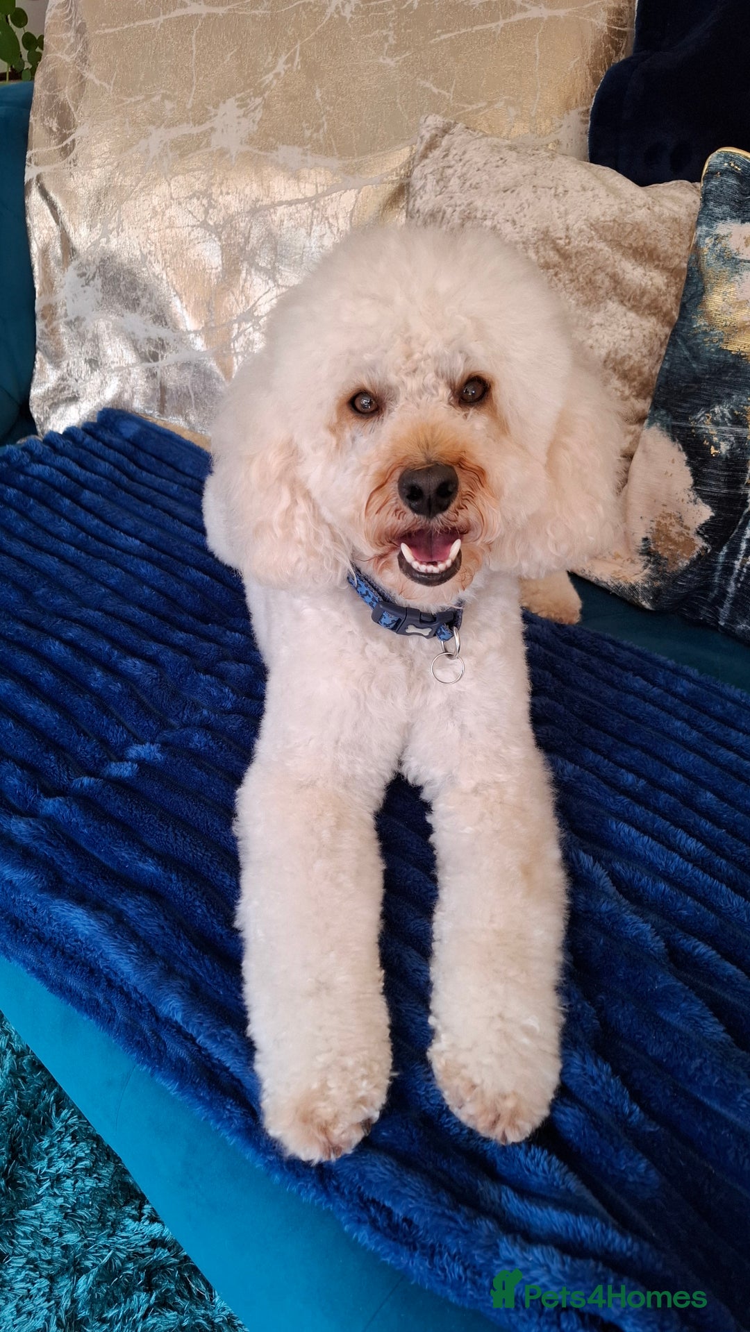 Poodle dogs for stud: Toy Poodle - Image 1