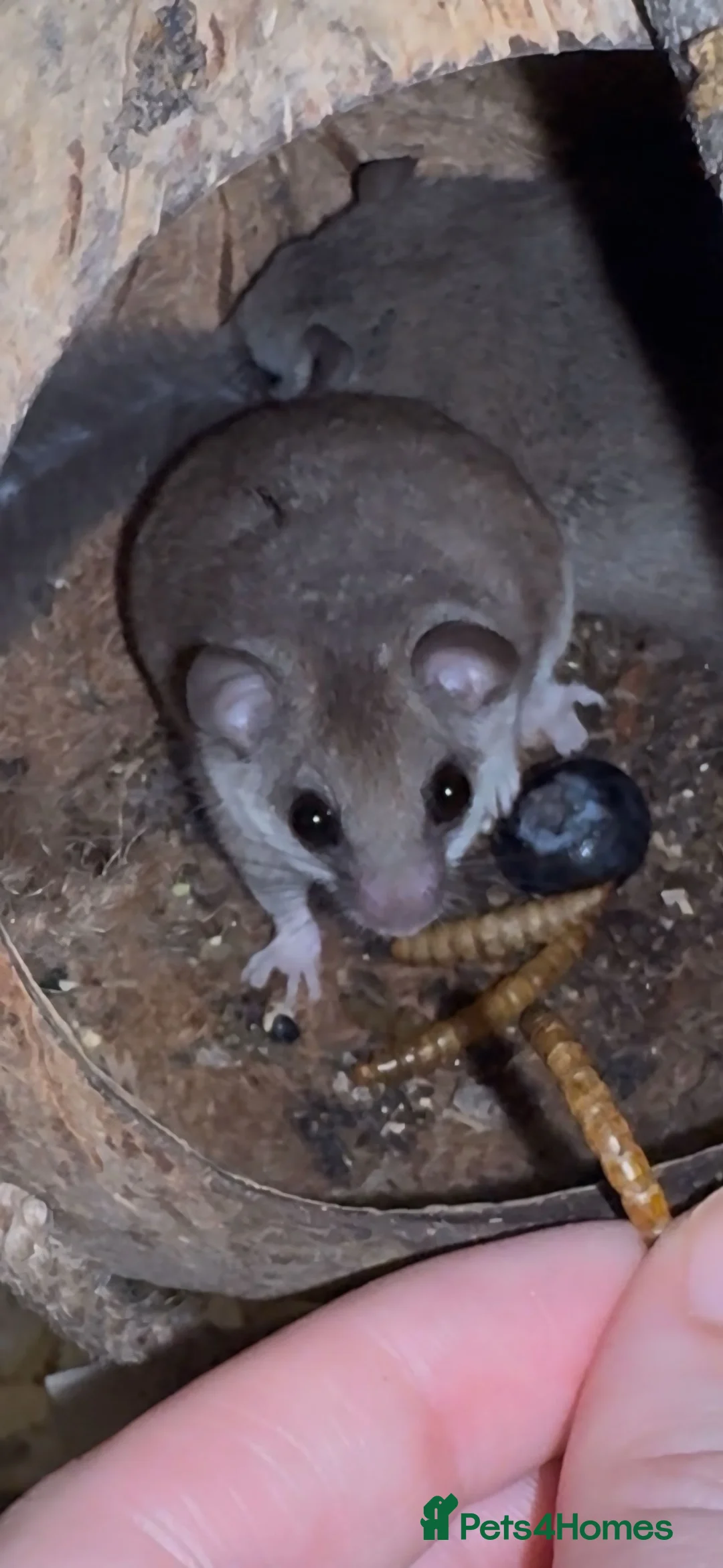 Mouse rodents for sale: 2 female African Pygmy Dormouse Microsquirrels in Bicester - Advert 2