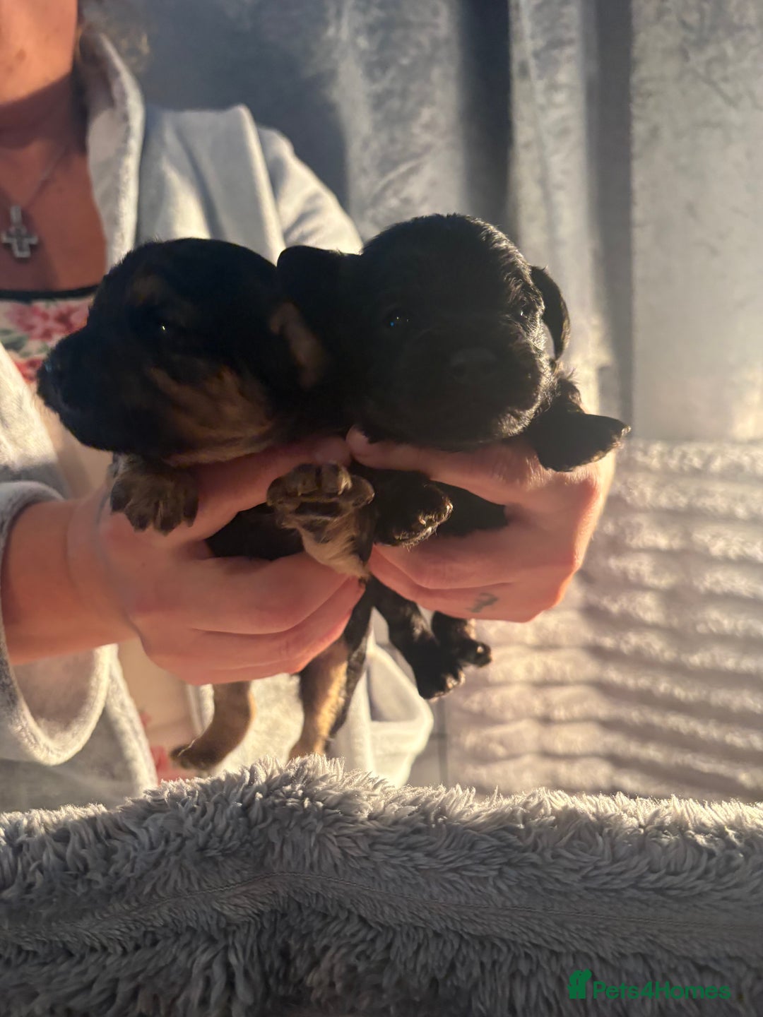 Cavapoochon dogs for sale: Cavapoochon puppies  - Image 8