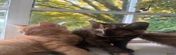 Mixed Breed cats for sale: two kittens for sale  - Advert 5
