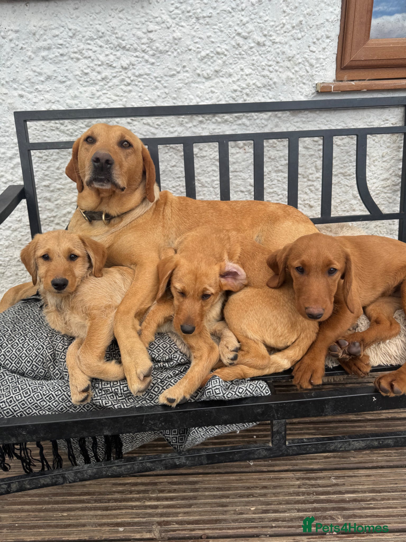 Labradoodle dogs Beautiful health tested Labradoodle Puppies  - Advert 2