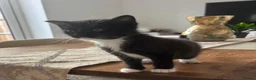British Shorthair cats for sale: Adorable Kitten Looking for Loving Home  - Advert 2