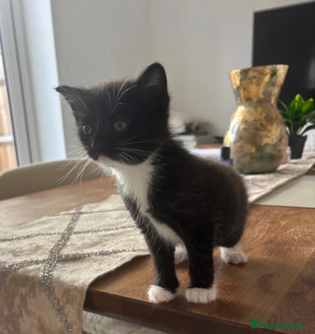 British Shorthair cats for sale: Adorable Kitten Looking for Loving Home  - Advert 2