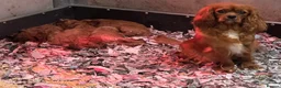 Cavapoo dogs for sale: Dad Red F1 Cavapoo Puppies  - Advert 9