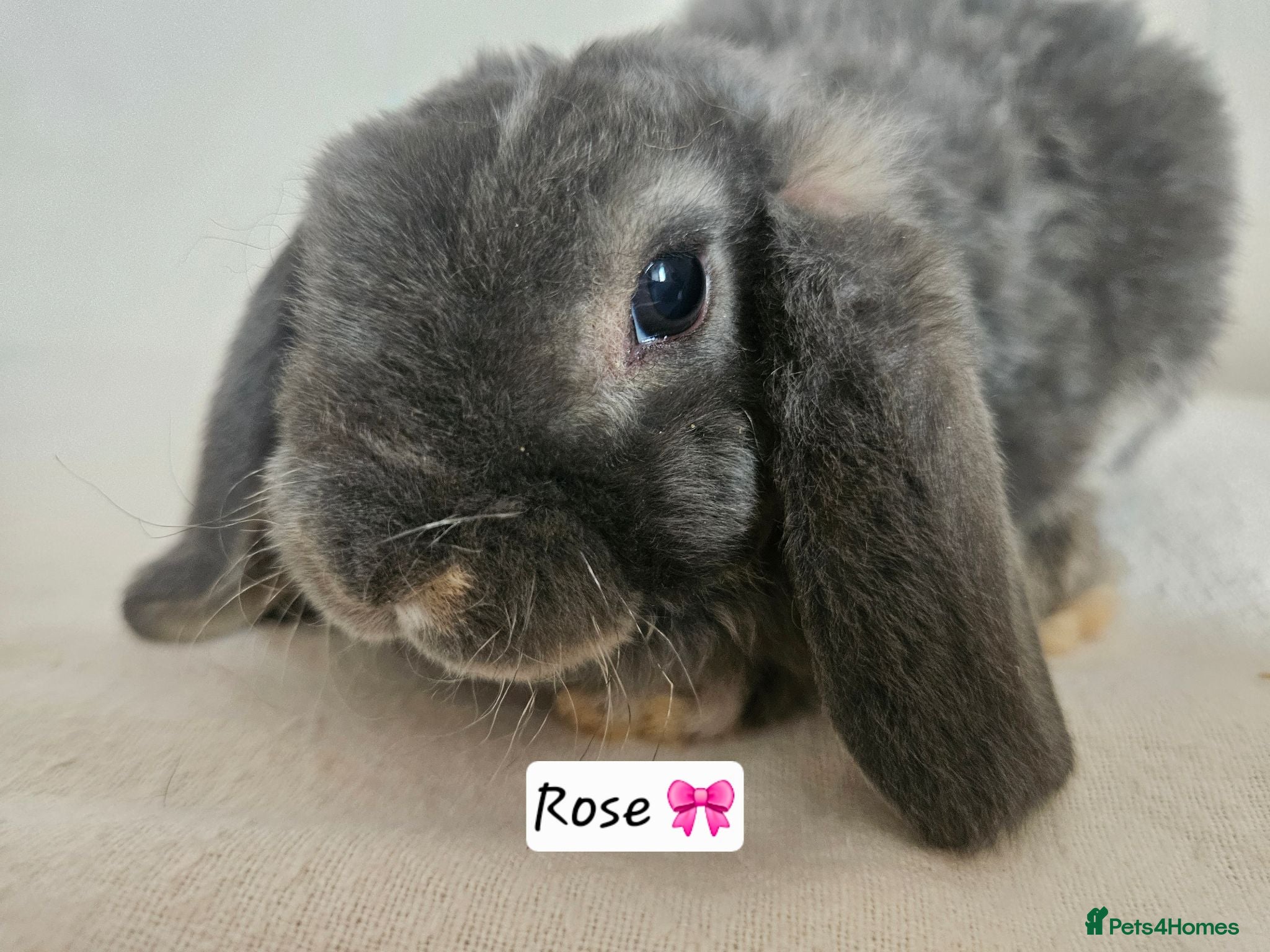 Mini Lop rabbits Purebred Mini Plush Lops Blues & Orange  - Advert 1