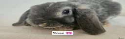Mini Lop rabbits for sale: Purebred Mini Plush Lops Blues & Orange  - Advert 1