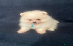 Pomeranian dogs for sale: 3 tiny girls ready now*price reduced £2000 - Advert 27
