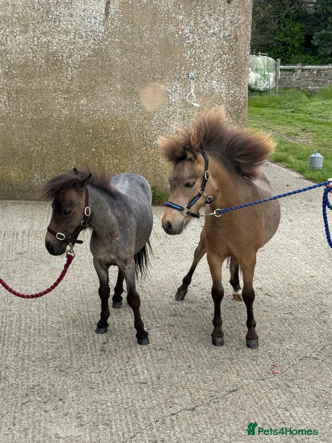 Miniature horses for sale: The sweetest little miniature Shetland mare - Image 3