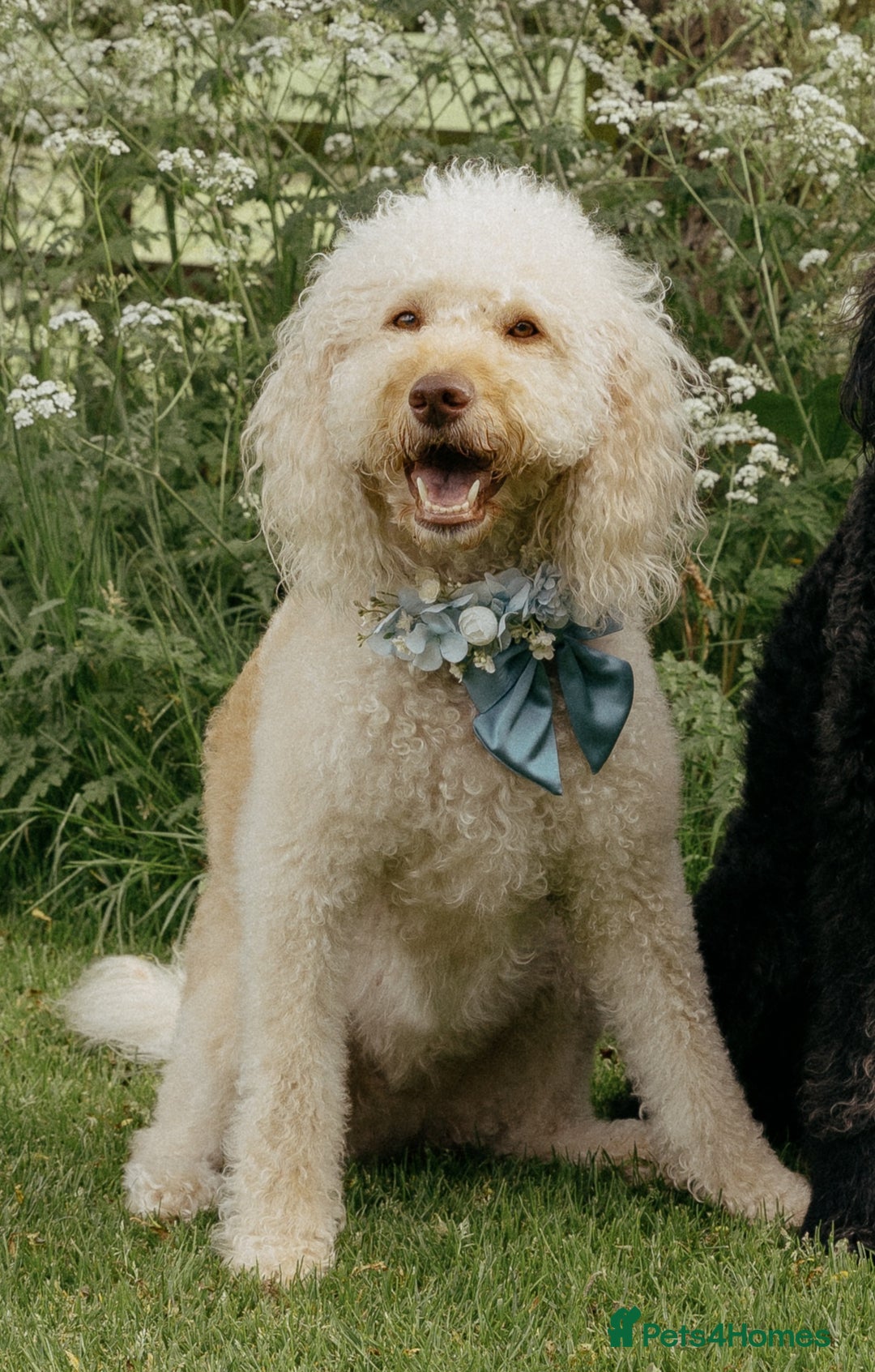 Labradoodle dogs for sale: Lovable F3B Parti Labeadoodle Puppies  - Advert 4