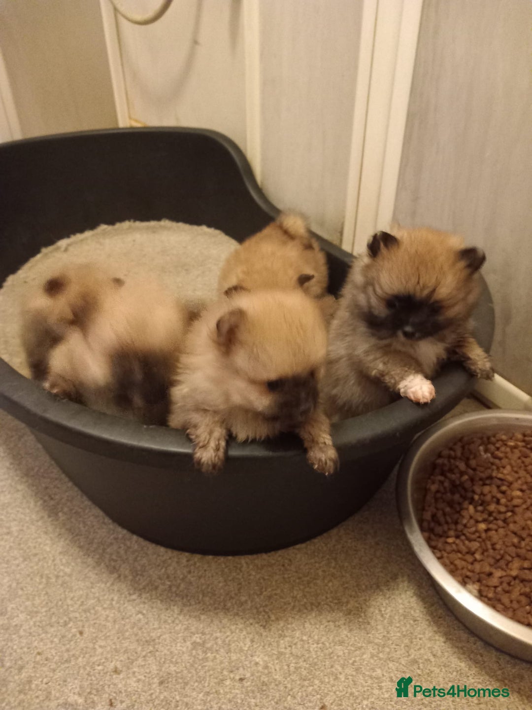Pomeranian dogs for sale: Puppy’s for sale 8 weeks old  - Advert 1