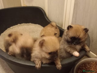 Pomeranian dogs Puppy’s for sale 8 weeks old - Advert 13