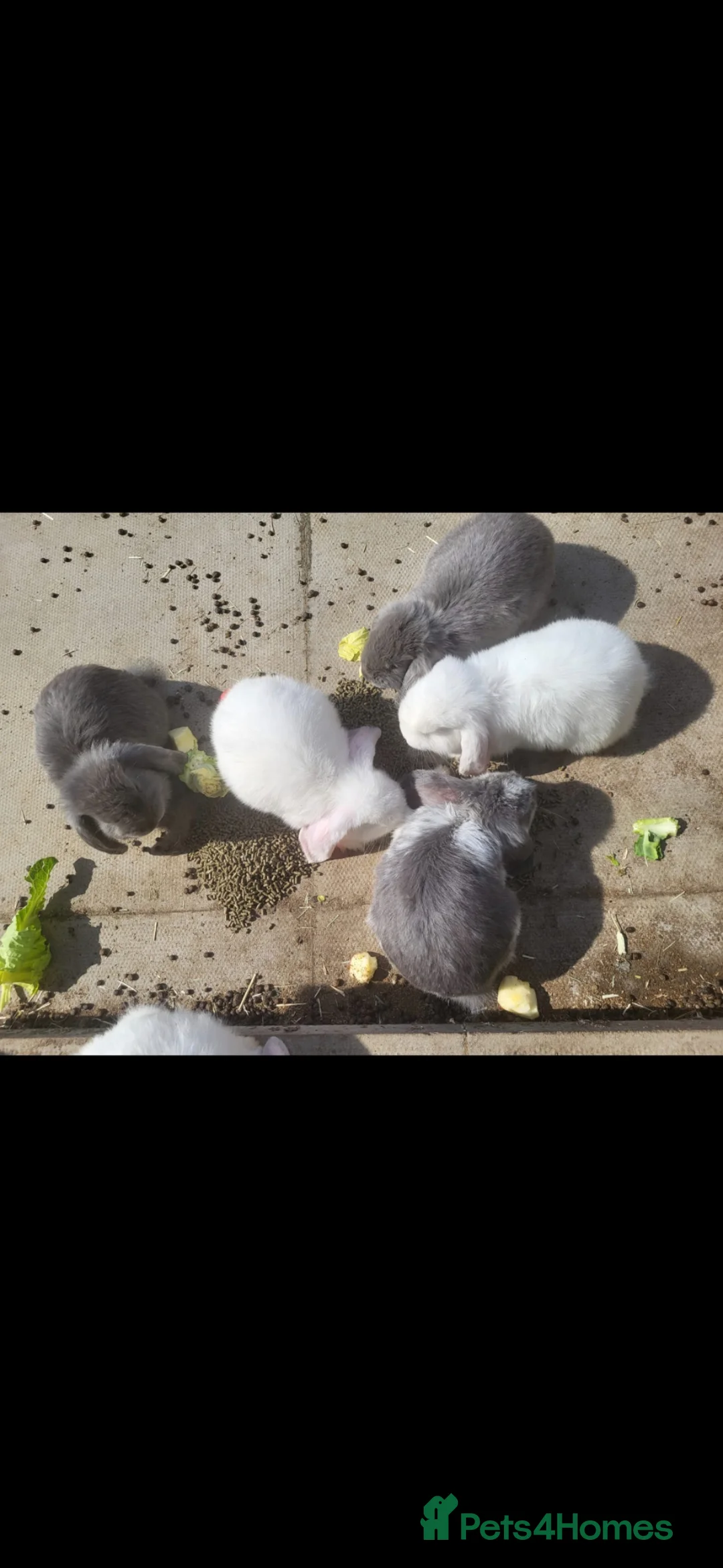 French Lop rabbits for sale: Baby Giant French Lop Rabbits For Sale 🐰 - Advert 2