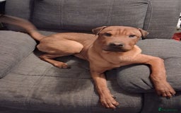 Mixed Breed dogs for sale: Last 2 pups - Image 3