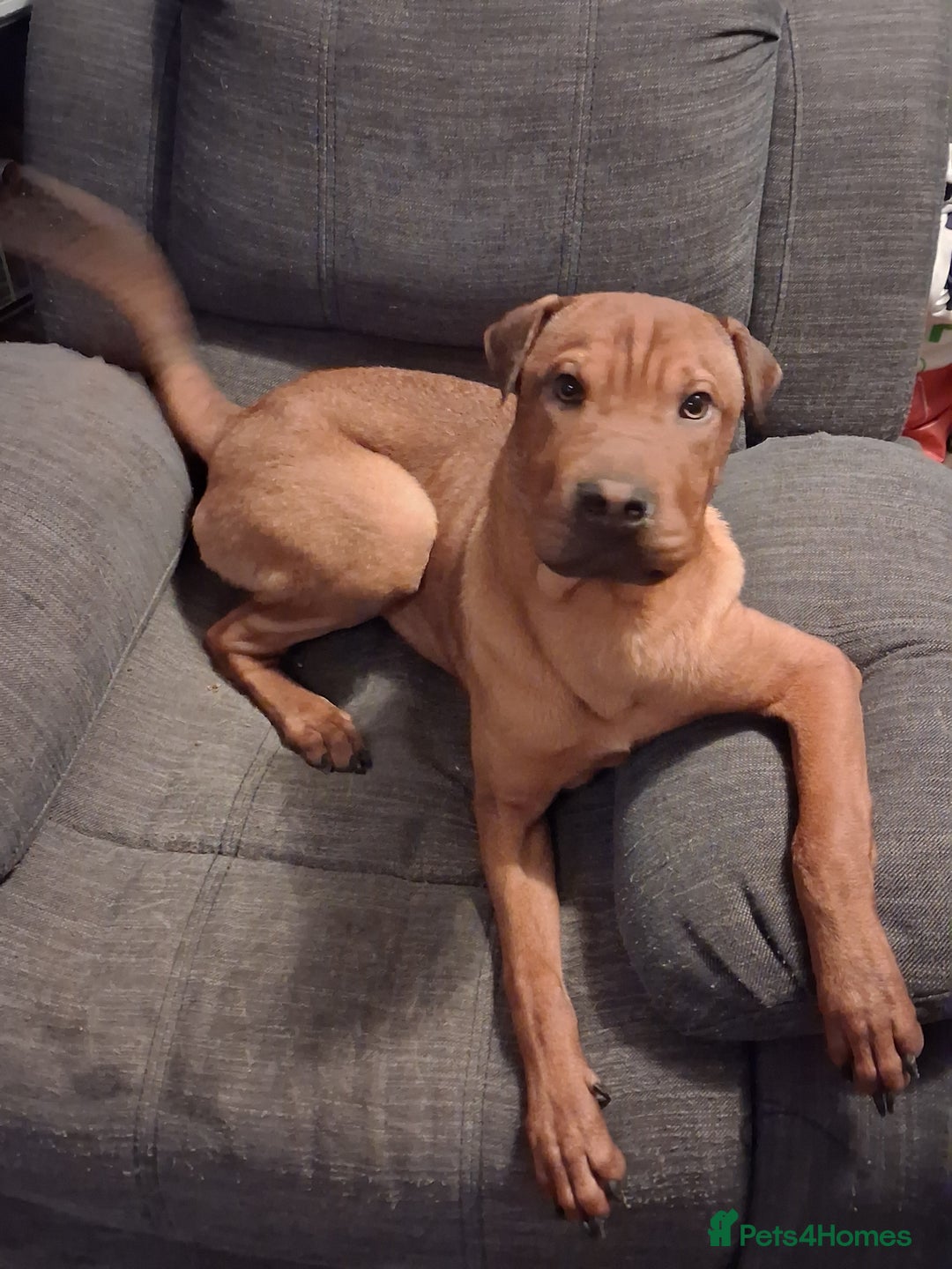 Mixed Breed dogs for sale: Last 2 pups - Image 3