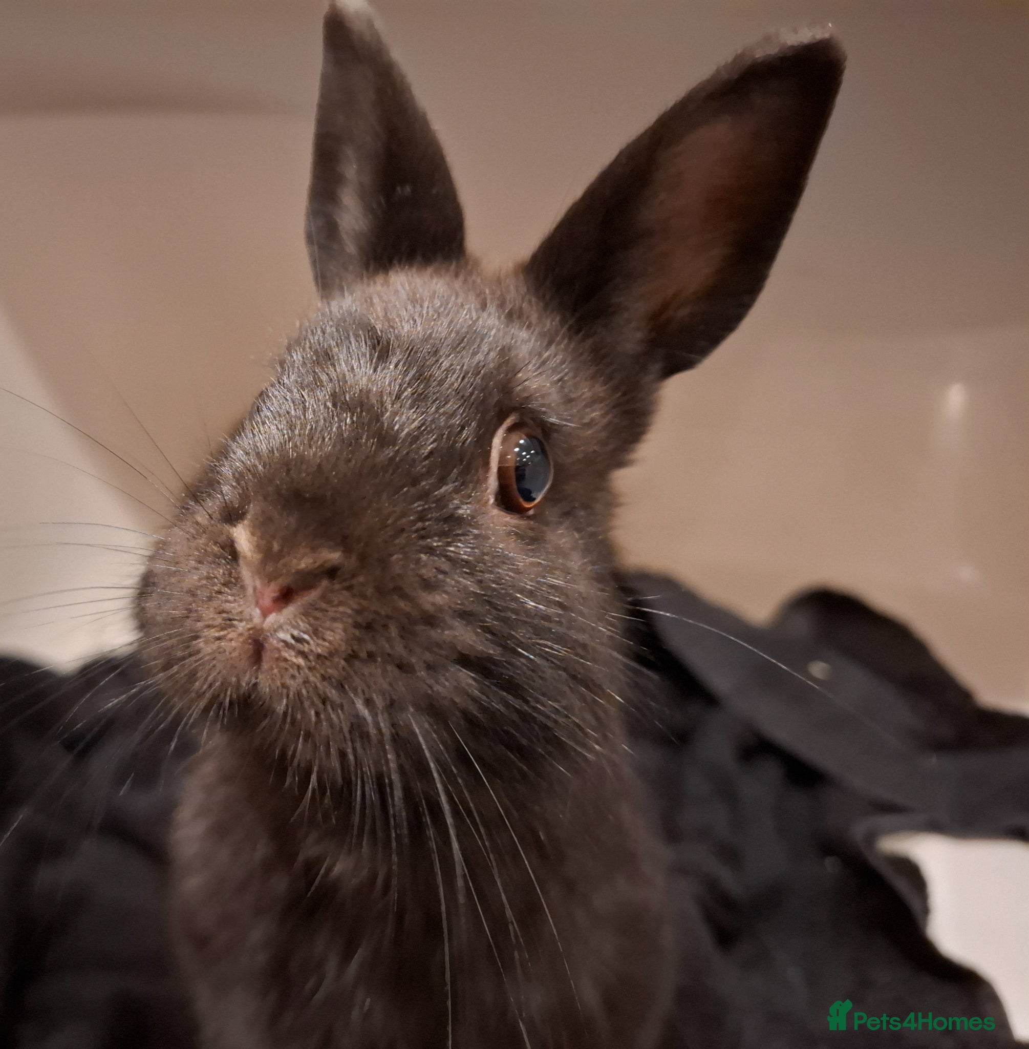 Dwarf Lop rabbits for sale: 3 Male Dwarf Rabbits (+Optional Cage Setup) in Ashton-under-Lyne - Advert 7