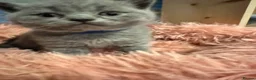 British Shorthair cats for sale: “Adorable kittens ready for loving homes - Advert 15