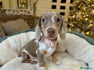 Miniature Dachshund dogs READY NOW Miniature Dachshund Puppies - Advert 1