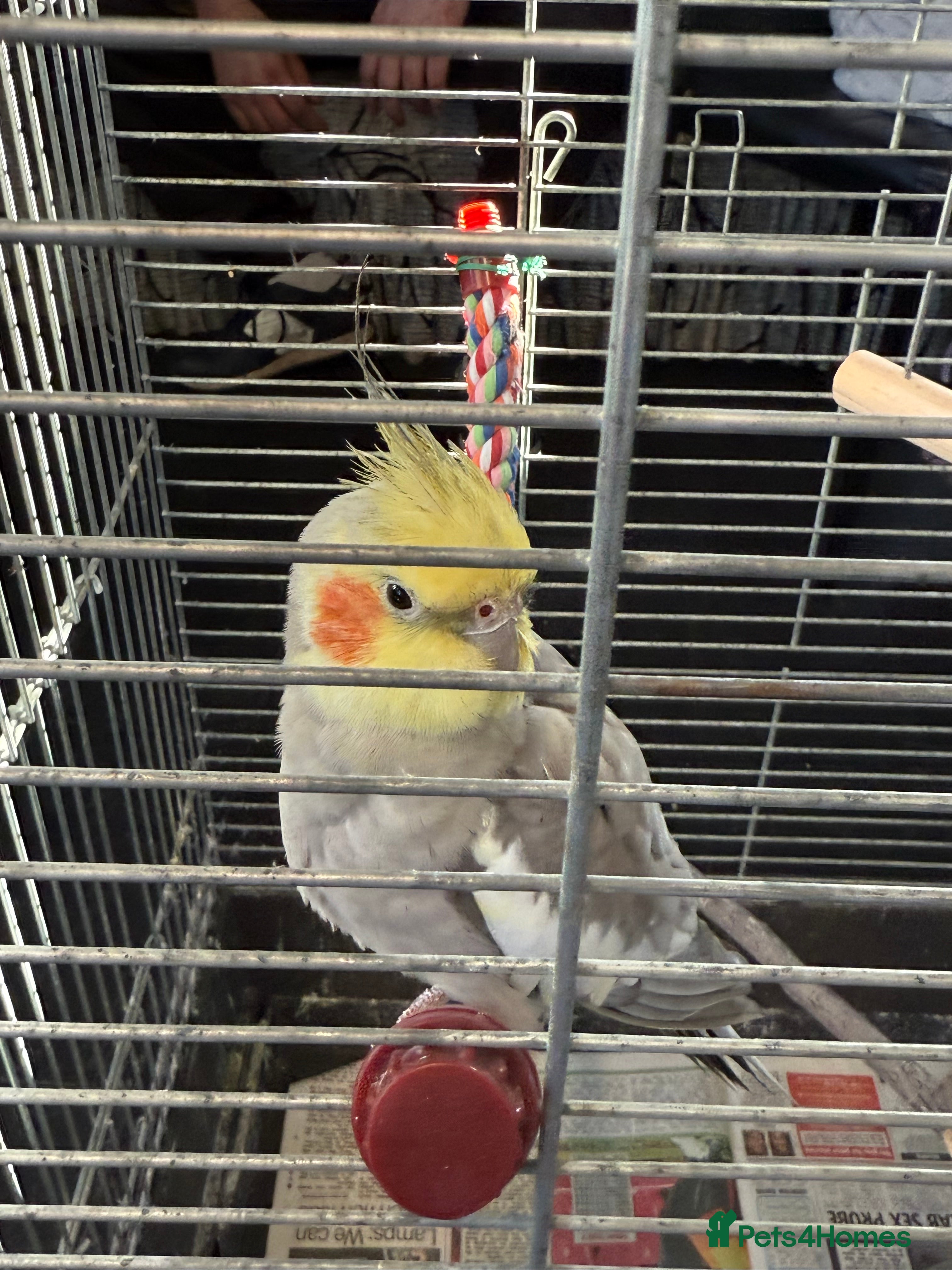 Cockatiels birds Bird lovely and can negotiate price need gone asap - Advert 3