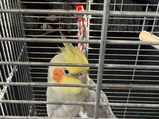 Cockatiels birds Bird lovely and can negotiate price need gone asap - Advert 3