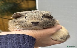 Guinea Pig rodents for sale: Lovely piggies, sheltie, Rex and Peruvian  - Image 2
