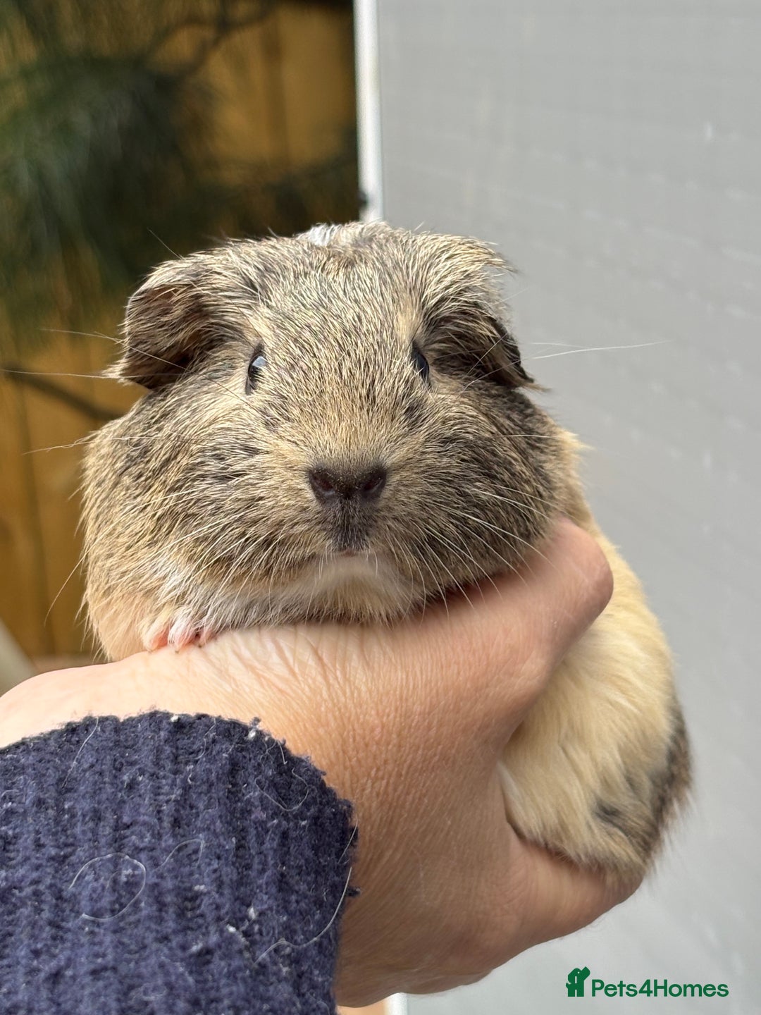 Guinea Pig rodents for sale: Lovely piggies, sheltie, Rex and Peruvian  - Image 2