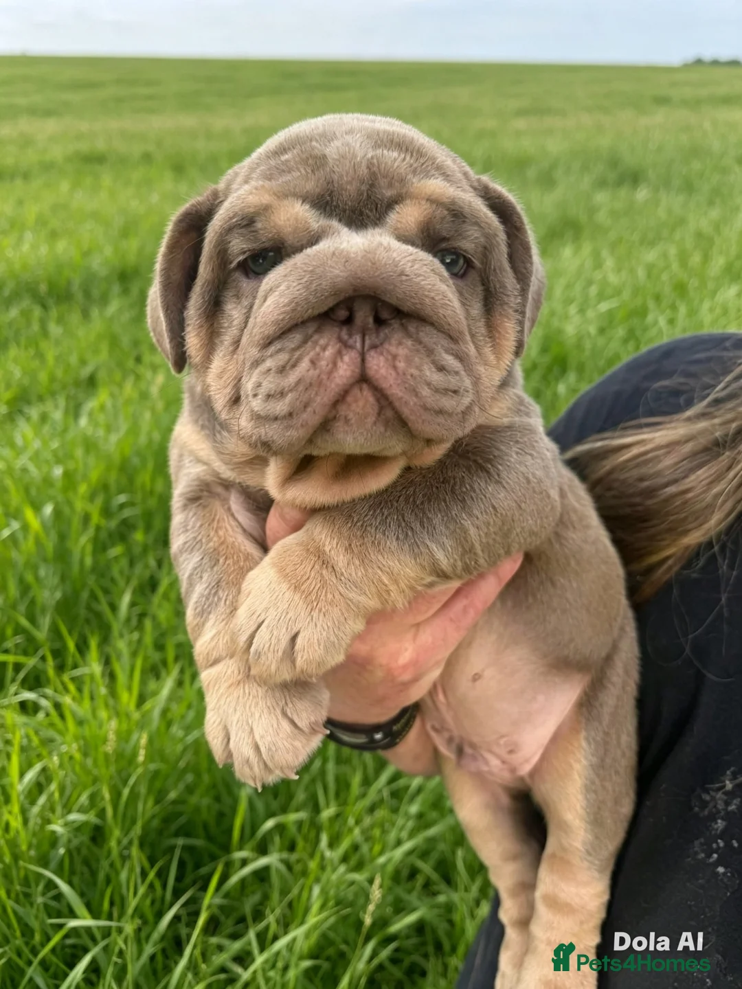 English Bulldog dogs for sale: English bulldogs RARE PINK GENE FLUFFY CARRIERS  - Advert 20