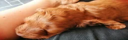 Cockapoo dogs for stud: Cockapoo Stud - Advert 5