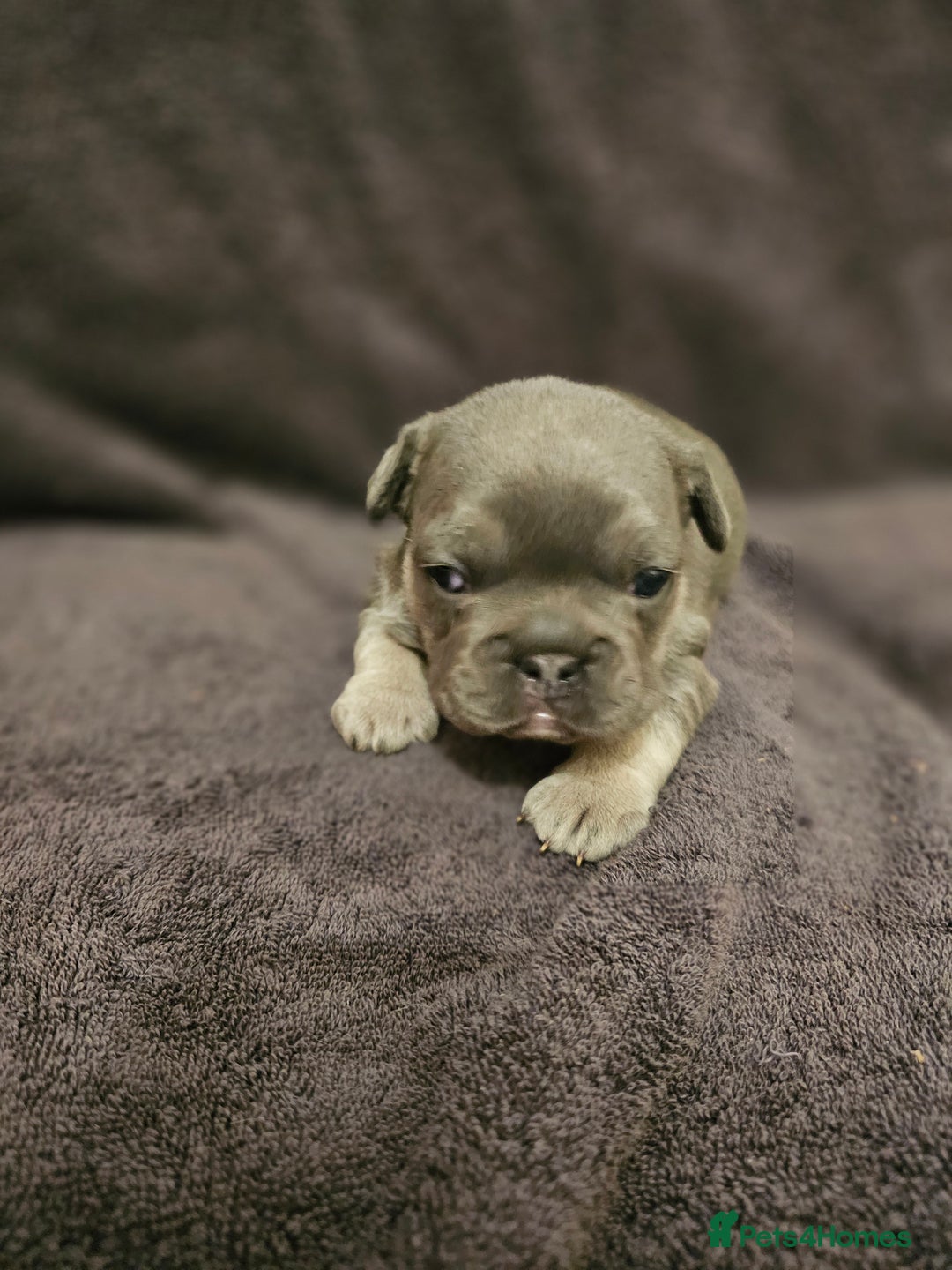 French Bulldog dogs for sale: French bulldog puppies - Advert 7