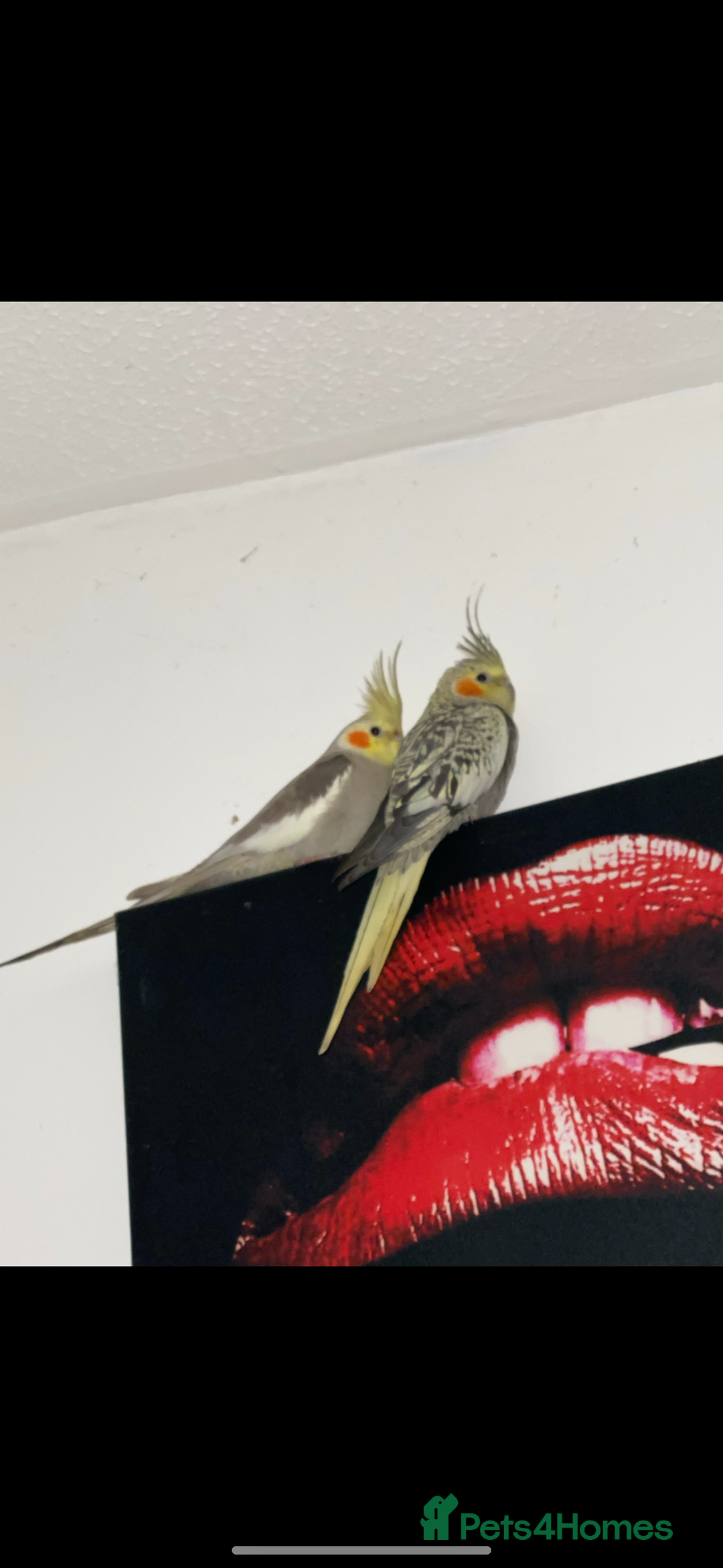 Cockatiels birds for sale: Male and Female pair of cockatiels  - Advert 4