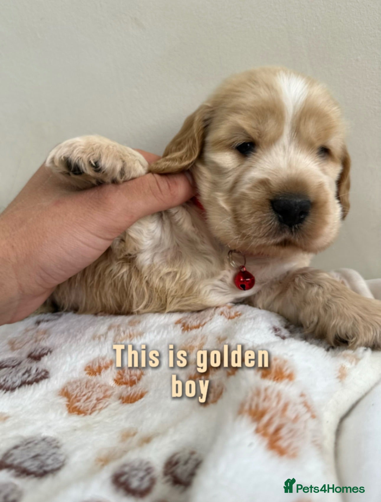 Cocker Spaniel dogs Show cocker spaniel for sale - Advert 1